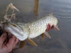 4lbs 6oz Pike from river teme