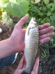 1lbs 0oz Chub from River Penk