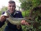 Joe Barnacle 6lbs 0oz Pike from Staffs And Worcester Canal using Drop Shotting.