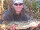 8lbs 12oz Pike from river idle using dead bait mackrel.. this is my last pike of 2015 lovely marked pike from the river idle, I be back here in the new year...