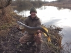 13lbs 0oz Pike from river idle. got this pike almost as soon dropped in. on a mackerel head popped up around eighteen inches from bottom..