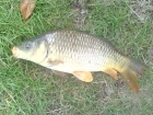 12lbs 8oz Common Carp from barby banks