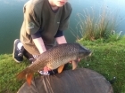Josh Cox 16lbs 5oz Common Carp from lower broadheath using Nash.. lovely common, bit of a dodgy take!, but that fang x landed straight bottom lip!