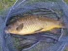 4lbs 8oz Common Carp from Tackeroo using Mainline Cell.