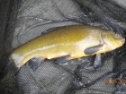 3lbs 13oz Tench from Turf pool using Mainline Cell.
