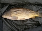 14lbs 0oz Common Carp from club water b using home made boilie.. home made boilie       fish paste