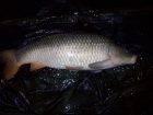 Andy Hyden 12lbs 8oz Common Carp from fisherwick using cell / grange.