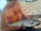 8lbs 9oz Barbel from radcliffe weir