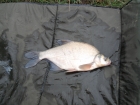 Dan Glover 1lbs 5oz skimmer bream from Hopton Pools. marine halibut method mix,traditional feeder, size 12 hook,about 10 red maggots per a hook,far side of pool.