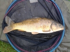 5lbs 9oz common carp from hopton pools. method feeder