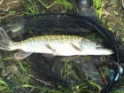 7lbs 2oz Pike from River Penk