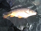 14lbs 4oz Mirror Carp from Walgherton Waters using morrisons sweetcorn.. leadcore to a large cage feeder  with double corn