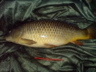 13lbs 0oz Common Carp from Fenton & District As - Overflow Complex - Sideway using Carp Vader.