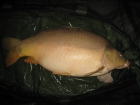 24lbs 15oz Leather Carp from Old Mill Lakes using Nash Scopex Squid Liver + Robin Red.