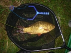 2lbs 4oz Crucian Carp from Bainside Lake using Soft expander pellet.. Pole fished down left-hand side margin