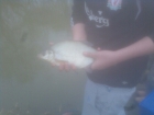 1lbs 8oz Bream from Mill On The Soar using Double sweetcorn.. My first ever bream