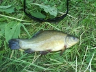 Adam Handley 1lbs 6oz Green Tench, Green Giant.. not big but my first one