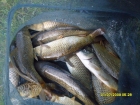 Adam Handley 50lbs 2oz Mirror Carp and Common Carp, Hovis.. Keep net after 2 hours fishing