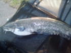 24lbs 5oz catfish from shattersford lakes
