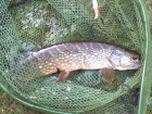 Barry Smithson 6lbs 0oz Pike from Notts Gravel Pit using Pro Logic.. Caught on a jointed 4Play plug on 9' Spinflex rod