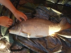 15lbs 14oz Mirror Carp from Rookley Country Park