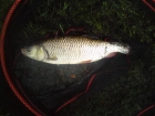 2lbs 0oz chub from Dimondsdale Canal. red maggot