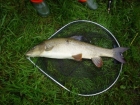 10lbs 0oz Barbel from River Ribble