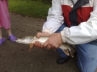 Paul Johns 3lbs 0oz pike from Duck Pond using live roach.