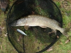 11lbs 0oz Pike from Local Club Water using Mackerel.. Only had a few hours but managed this one.