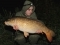 Brace if 20lb+ commons on an overnighter (20.12lb this one)