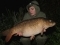Brace if 20lb+ commons on an overnighter (24.4lb this one)