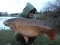 The Wormanoster Rig landed me my second fish of the year 24.12lb Common!