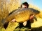 A gorgeous common carp caught by Globetrotter on a cork ball encrusted with hempseed.