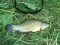 First and only Tench