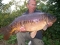25lb mirror caught with the 44lb common