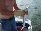 Crystal Smith 5lbs 6oz Bonnet Head from Salt Water. Always a variety when fishing in Florida!